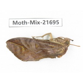 Moths sp. China, Guangxi, Hezhou. 1Pcs. Moth-Mix-21695.