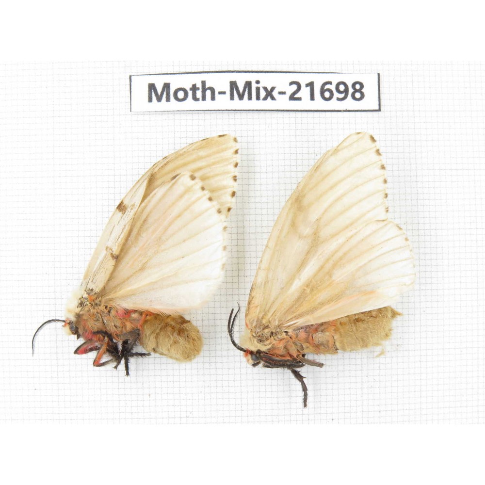 Moths sp. China, Guangxi, Hezhou. 2Pcs. Moth-Mix-21698.