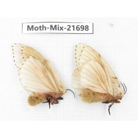 Moths sp. China, Guangxi, Hezhou. 2Pcs. Moth-Mix-21698.