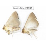 Moths sp. China, Guangxi, Hezhou. 2Pcs. Moth-Mix-21700.