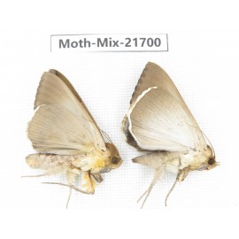 Moths sp. China, Guangxi, Hezhou. 2Pcs. Moth-Mix-21700.