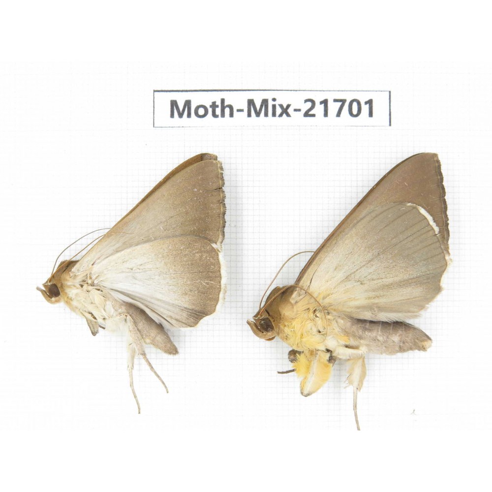 Moths sp. China, Guangxi, Hezhou. 2Pcs. Moth-Mix-21701.
