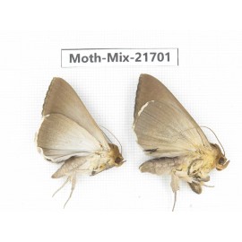 Moths sp. China, Guangxi, Hezhou. 2Pcs. Moth-Mix-21701.