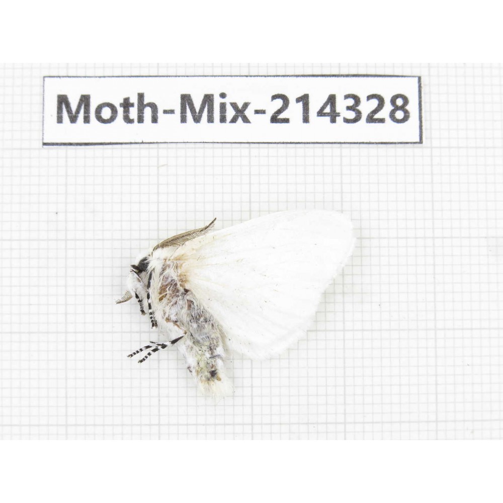 Moths sp. China, Guizhou, Bijie area, Jinsha county.1Pcs. Moth-Mix-214328.