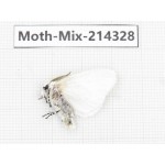 Moths sp. China, Guizhou, Bijie area, Jinsha county.1Pcs. Moth-Mix-214328.