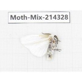 Moths sp. China, Guizhou, Bijie area, Jinsha county.1Pcs. Moth-Mix-214328.