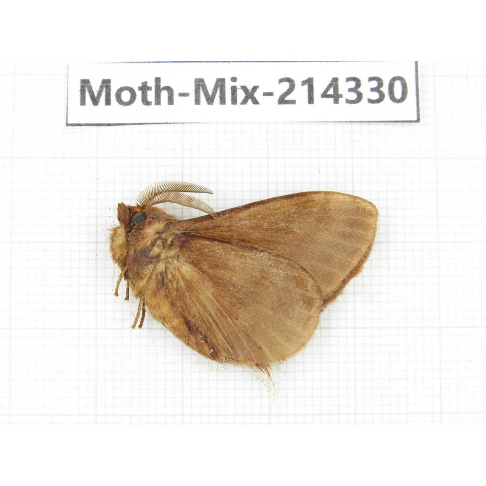 Moths sp. China, Guizhou, Bijie area, Jinsha county.1Pcs. Moth-Mix-214330.