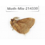 Moths sp. China, Guizhou, Bijie area, Jinsha county.1Pcs. Moth-Mix-214330.