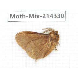 Moths sp. China, Guizhou, Bijie area, Jinsha county.1Pcs. Moth-Mix-214330.