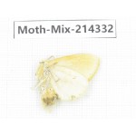 Moths sp. China, Guizhou, Bijie area, Jinsha county.1Pcs. Moth-Mix-214332.