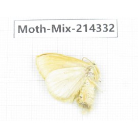 Moths sp. China, Guizhou, Bijie area, Jinsha county.1Pcs. Moth-Mix-214332.