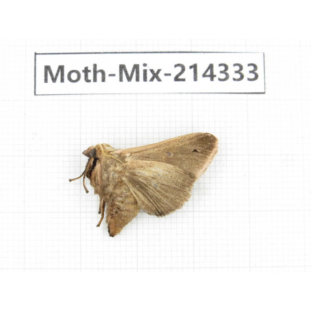 Moths sp. China, Guizhou, Bijie area, Jinsha county.1Pcs. Moth-Mix-214333.