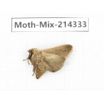 Moths sp. China, Guizhou, Bijie area, Jinsha county.1Pcs. Moth-Mix-214333.