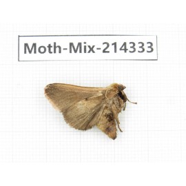 Moths sp. China, Guizhou, Bijie area, Jinsha county.1Pcs. Moth-Mix-214333.