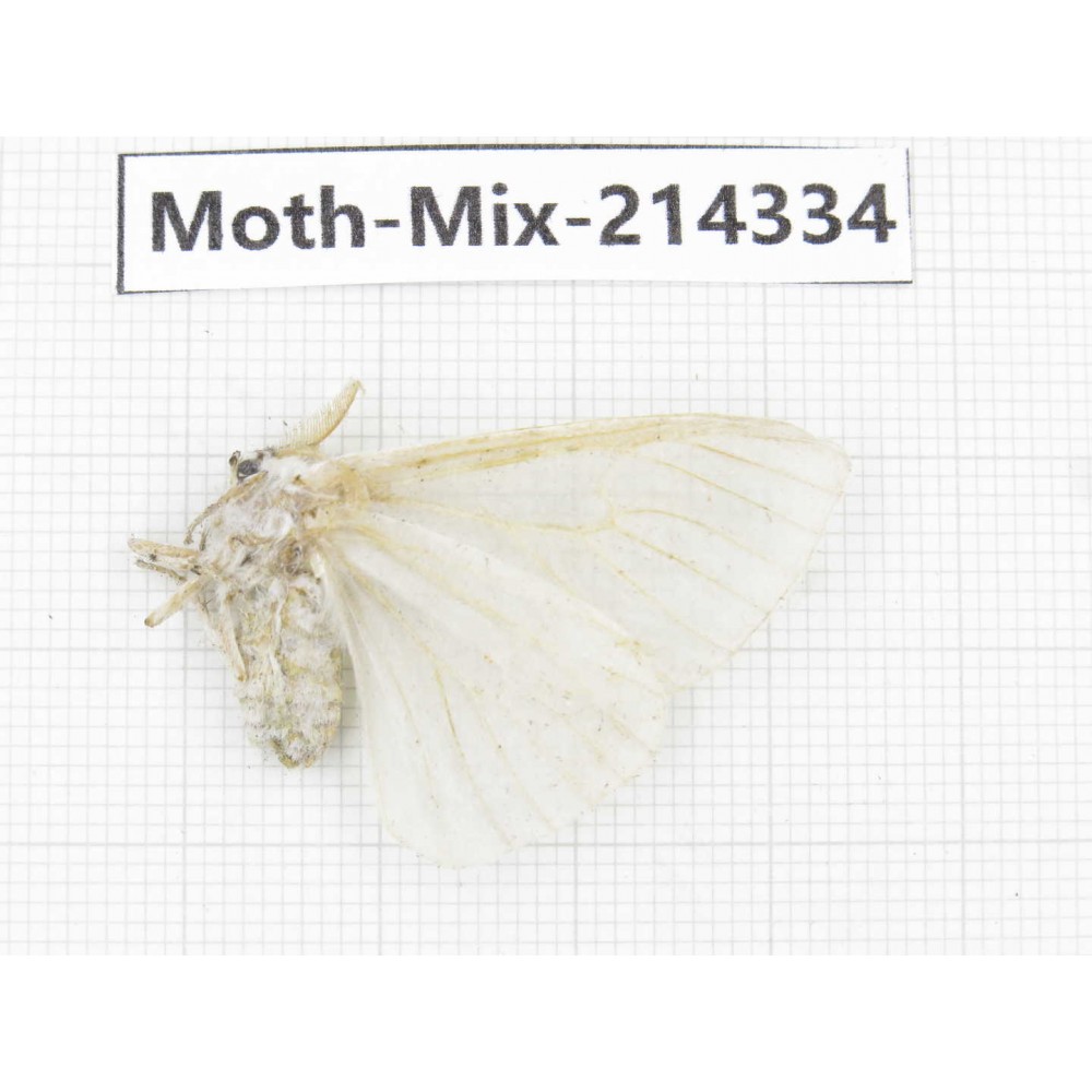 Moths sp. China, Guizhou, Bijie area, Jinsha county.1Pcs. Moth-Mix-214334.