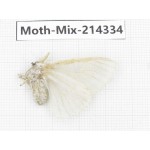 Moths sp. China, Guizhou, Bijie area, Jinsha county.1Pcs. Moth-Mix-214334.