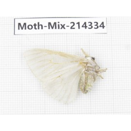 Moths sp. China, Guizhou, Bijie area, Jinsha county.1Pcs. Moth-Mix-214334.