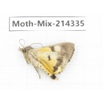 Moths sp. China, Guizhou, Bijie area, Jinsha county.1Pcs. Moth-Mix-214335.