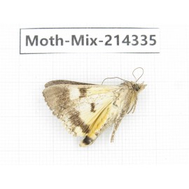 Moths sp. China, Guizhou, Bijie area, Jinsha county.1Pcs. Moth-Mix-214335.