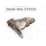 Moths sp. China, Guizhou, Bijie area, Jinsha county.1Pcs. Moth-Mix-214336.