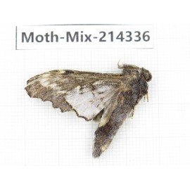 Moths sp. China, Guizhou, Bijie area, Jinsha county.1Pcs. Moth-Mix-214336.