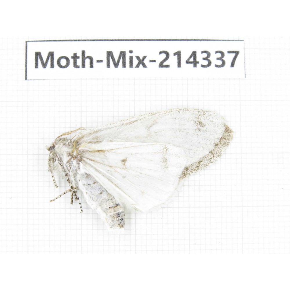 Moths sp. China, Guizhou, Bijie area, Jinsha county.1Pcs. Moth-Mix-214337.