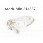 Moths sp. China, Guizhou, Bijie area, Jinsha county.1Pcs. Moth-Mix-214337.