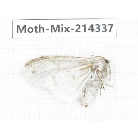 Moths sp. China, Guizhou, Bijie area, Jinsha county.1Pcs. Moth-Mix-214337.
