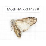 Moths sp. China, Guizhou, Bijie area, Jinsha county.1Pcs. Moth-Mix-214338.