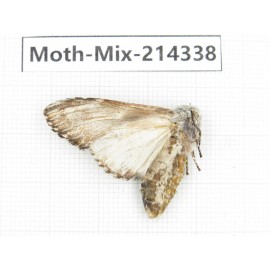 Moths sp. China, Guizhou, Bijie area, Jinsha county.1Pcs. Moth-Mix-214338.