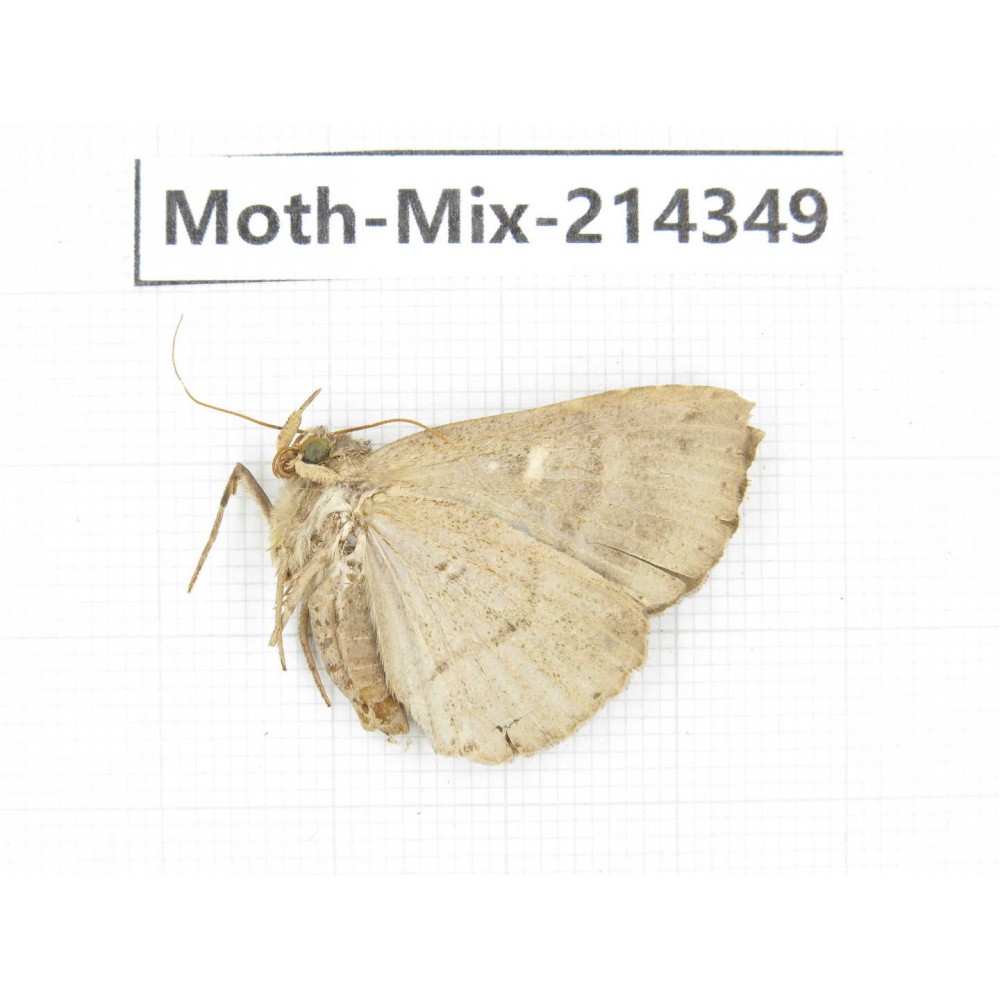 Moths sp. China, Guizhou, Bijie area, Jinsha county.1Pcs. Moth-Mix-214349.