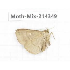 Moths sp. China, Guizhou, Bijie area, Jinsha county.1Pcs. Moth-Mix-214349.