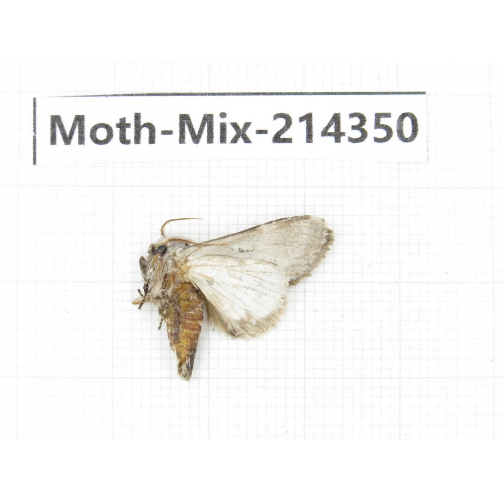 Moths sp. China, Guizhou, Bijie area, Jinsha county.1Pcs. Moth-Mix-214350.
