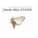 Moths sp. China, Guizhou, Bijie area, Jinsha county.1Pcs. Moth-Mix-214350.