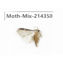 Moths sp. China, Guizhou, Bijie area, Jinsha county.1Pcs. Moth-Mix-214350.