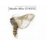 Moths sp. China, Guizhou, Bijie area, Jinsha county.1Pcs. Moth-Mix-214352.