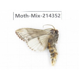 Moths sp. China, Guizhou, Bijie area, Jinsha county.1Pcs. Moth-Mix-214352.