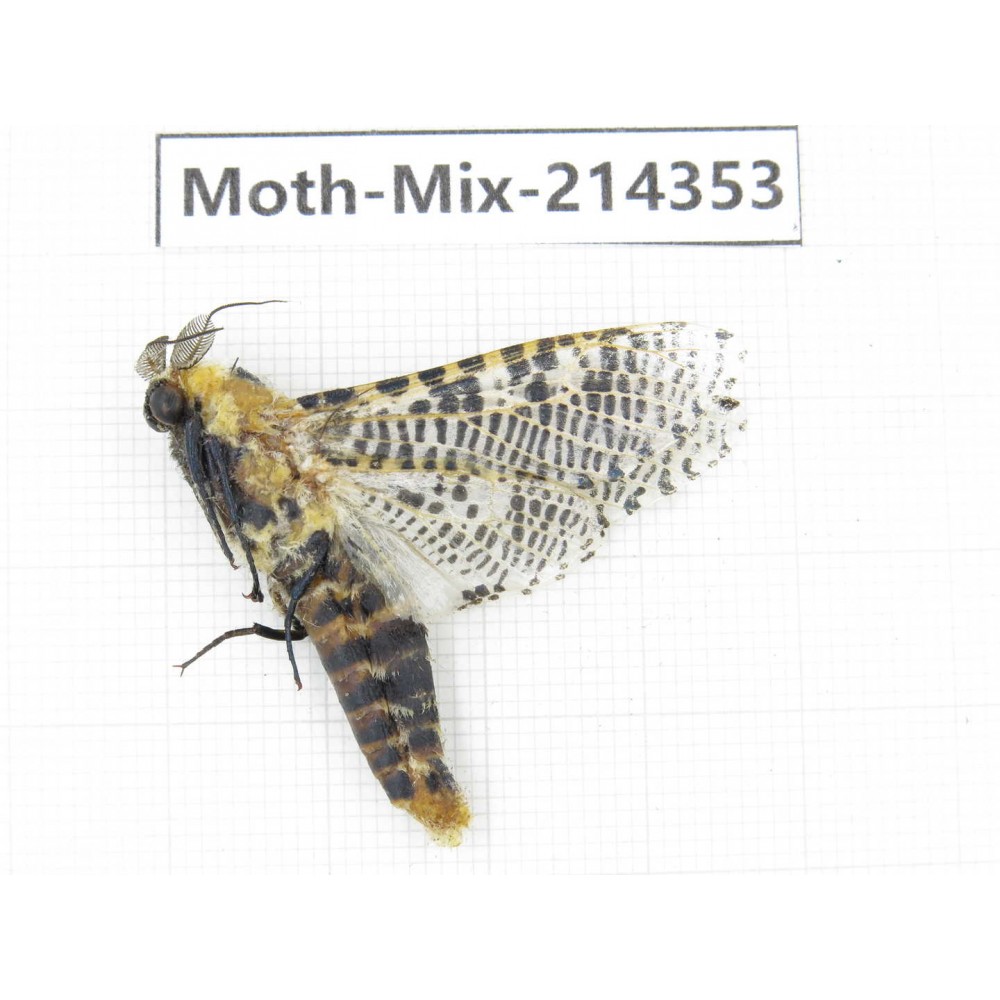 Moths sp. China, Guizhou, Bijie area, Jinsha county.1Pcs. Moth-Mix-214353.