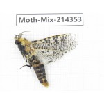 Moths sp. China, Guizhou, Bijie area, Jinsha county.1Pcs. Moth-Mix-214353.