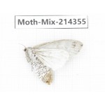 Moths sp. China, Guizhou, Bijie area, Jinsha county.1Pcs. Moth-Mix-214355.