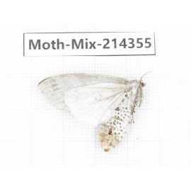 Moths sp. China, Guizhou, Bijie area, Jinsha county.1Pcs. Moth-Mix-214355.