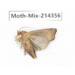 Moths sp. China, Guizhou, Bijie area, Jinsha county.1Pcs. Moth-Mix-214356.
