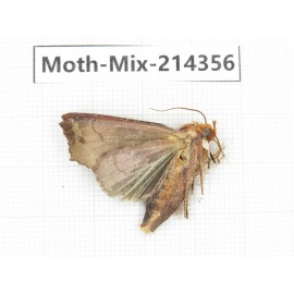 Moths sp. China, Guizhou, Bijie area, Jinsha county.1Pcs. Moth-Mix-214356.