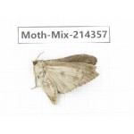 Moths sp. China, Guizhou, Bijie area, Jinsha county.1Pcs. Moth-Mix-214357.