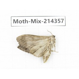 Moths sp. China, Guizhou, Bijie area, Jinsha county.1Pcs. Moth-Mix-214357.