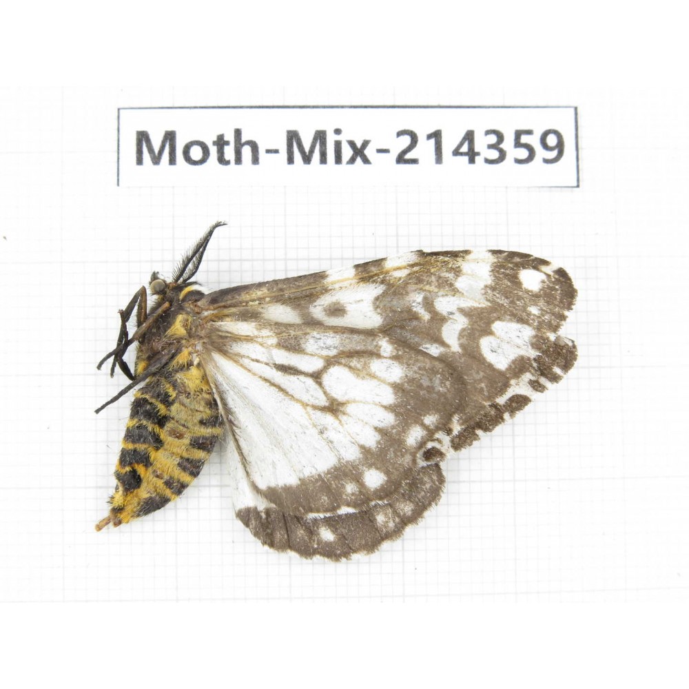 Moths sp. China, Guizhou, Bijie area, Jinsha county.1Pcs. Moth-Mix-214359.