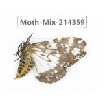 Moths sp. China, Guizhou, Bijie area, Jinsha county.1Pcs. Moth-Mix-214359.