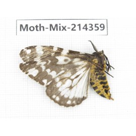 Moths sp. China, Guizhou, Bijie area, Jinsha county.1Pcs. Moth-Mix-214359.