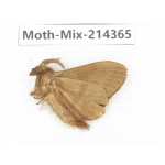 Moths sp. China, Guizhou, Bijie area, Jinsha county.1Pcs. Moth-Mix-214365.