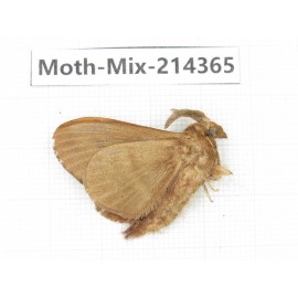 Moths sp. China, Guizhou, Bijie area, Jinsha county.1Pcs. Moth-Mix-214365.